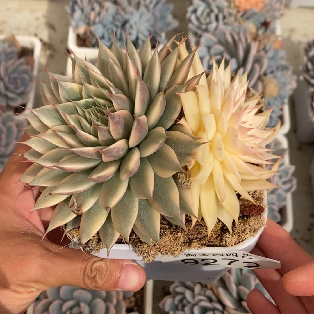银星锦多肉植物9272