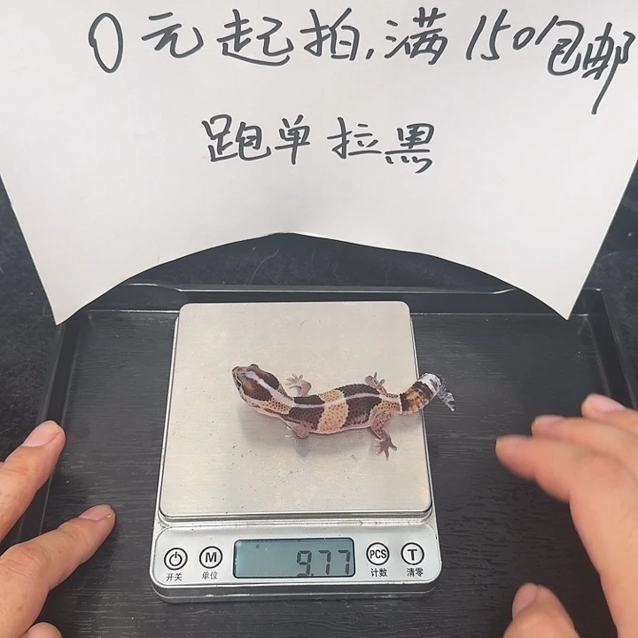 肥尾守宫原色封顶60
