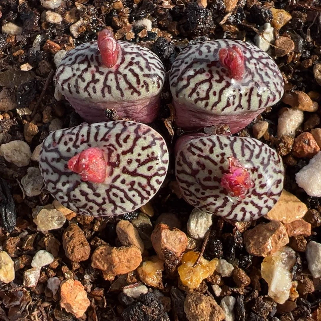 652多肉植物种类多样