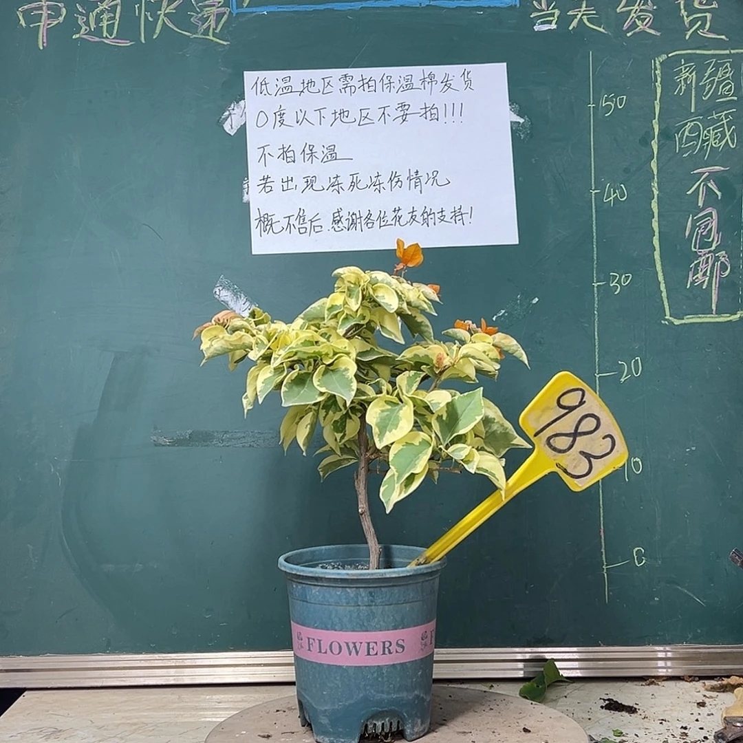 完全开放金边黄 983