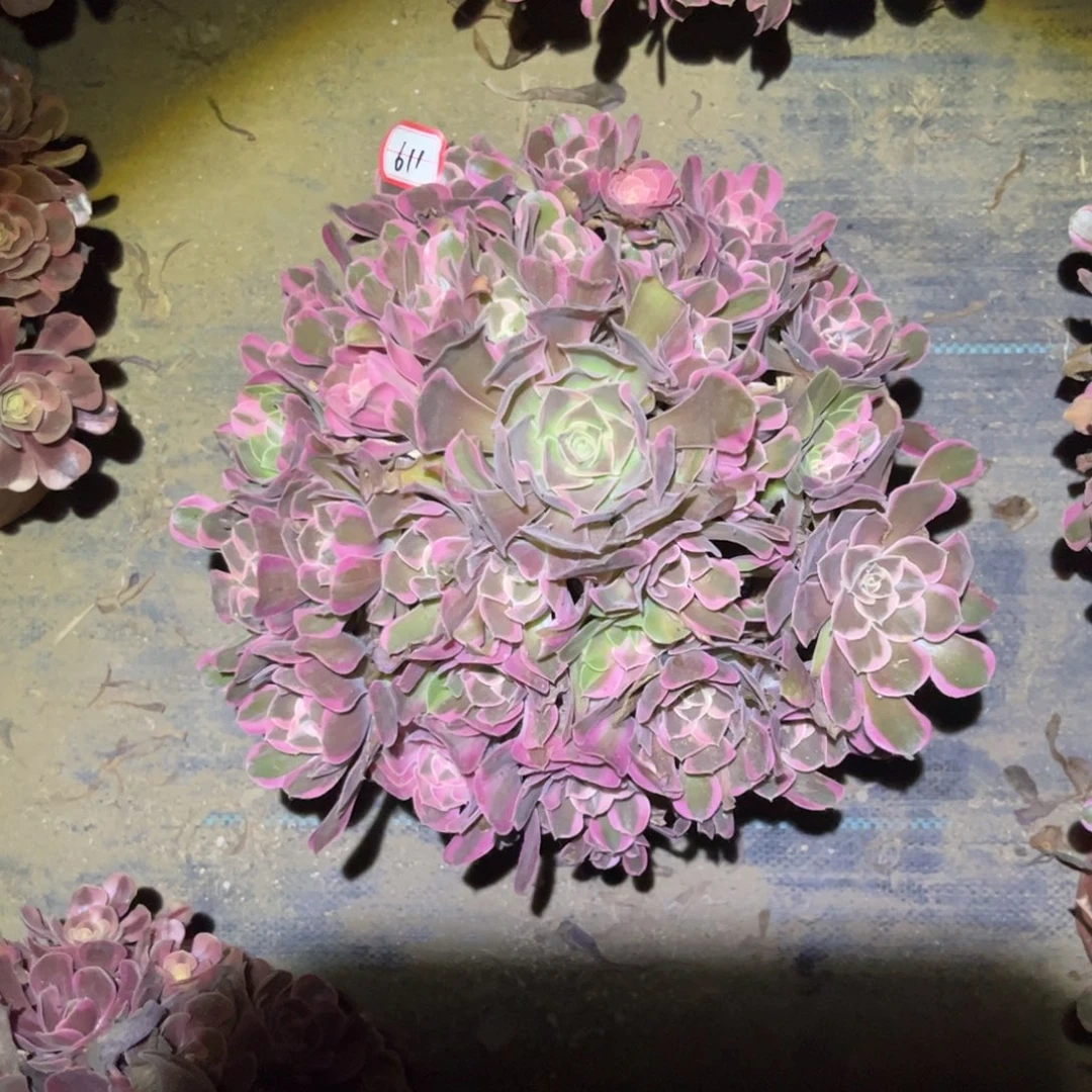 611多肉植物花样年华