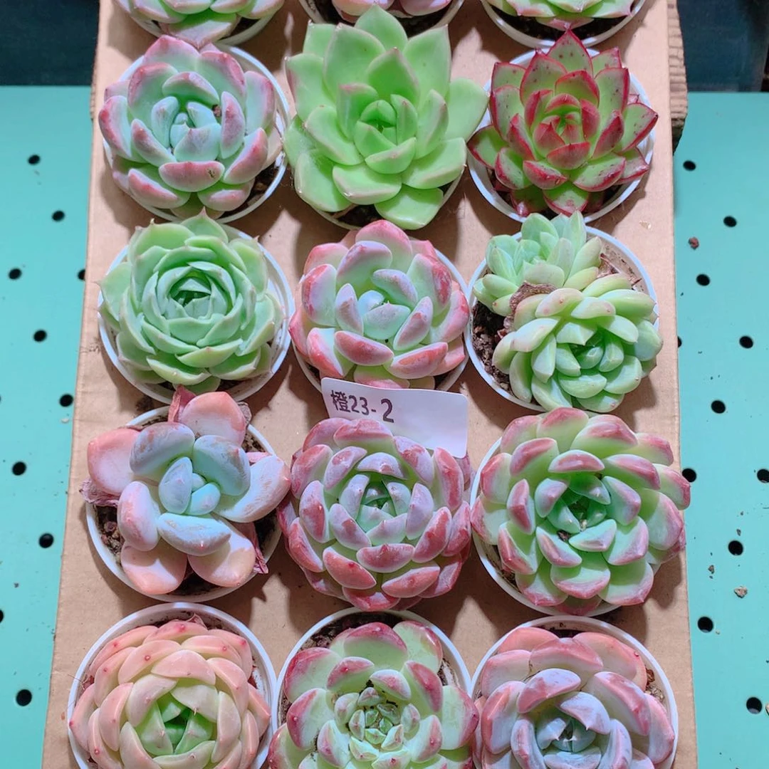 23-2一物一拍带盆18颗