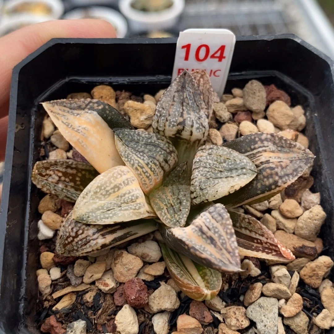104号潘多拉锦多肉