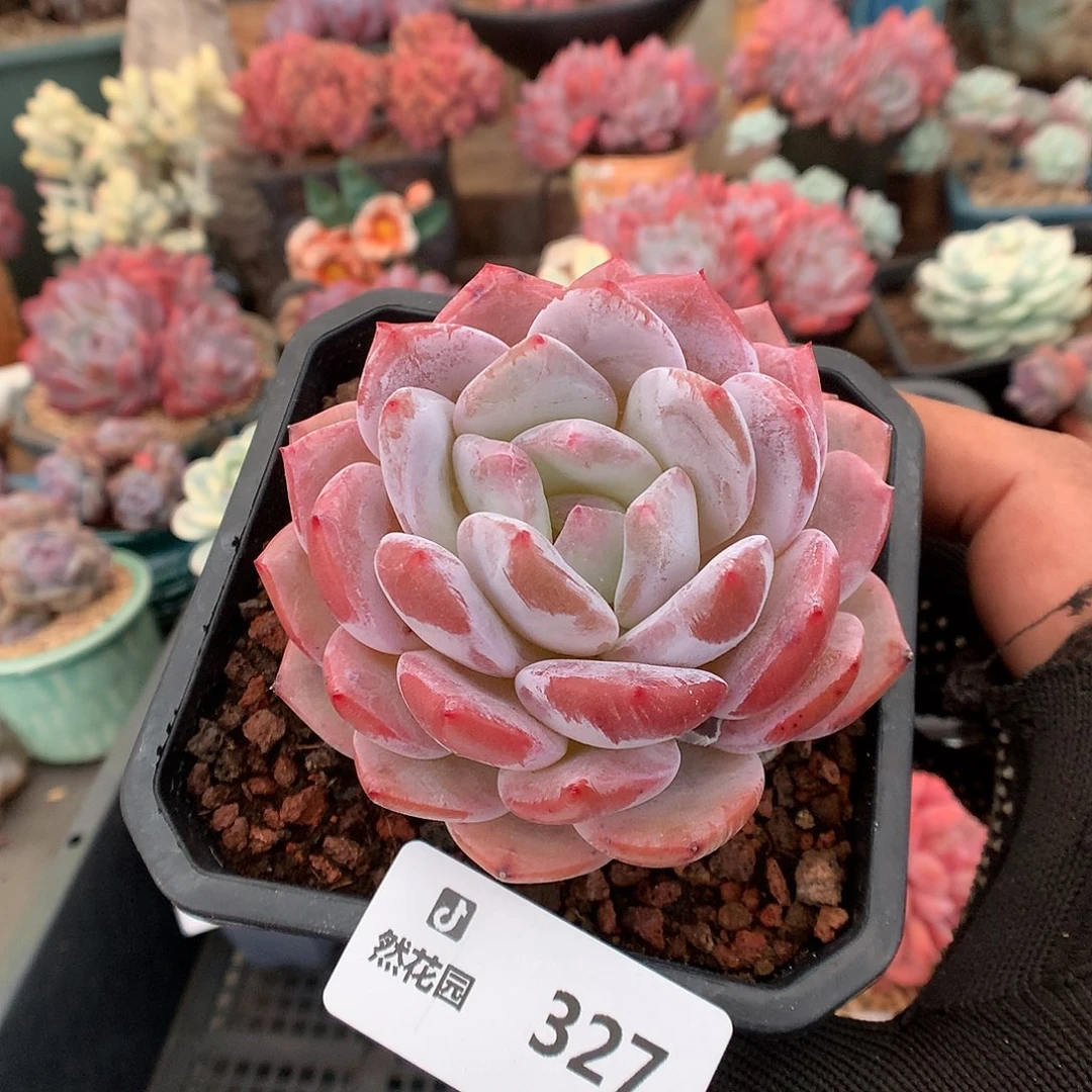 327钻石橙多肉植物6666