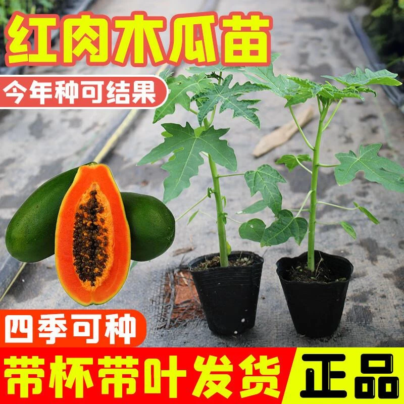 广西矮化红心木瓜苗四季南北方可种大青水果木瓜苗种植当年结果