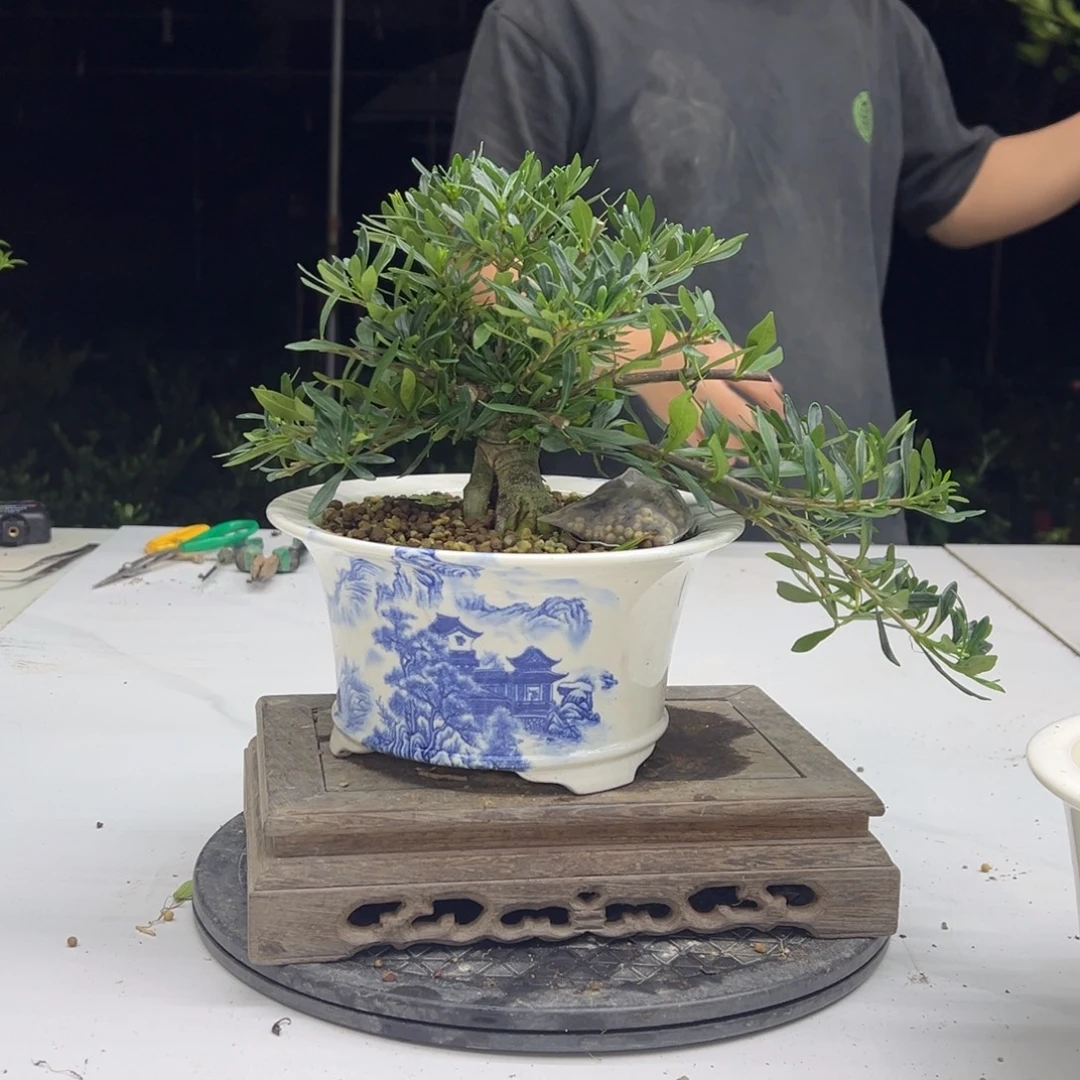 完全开放米叶雀舌栀子花