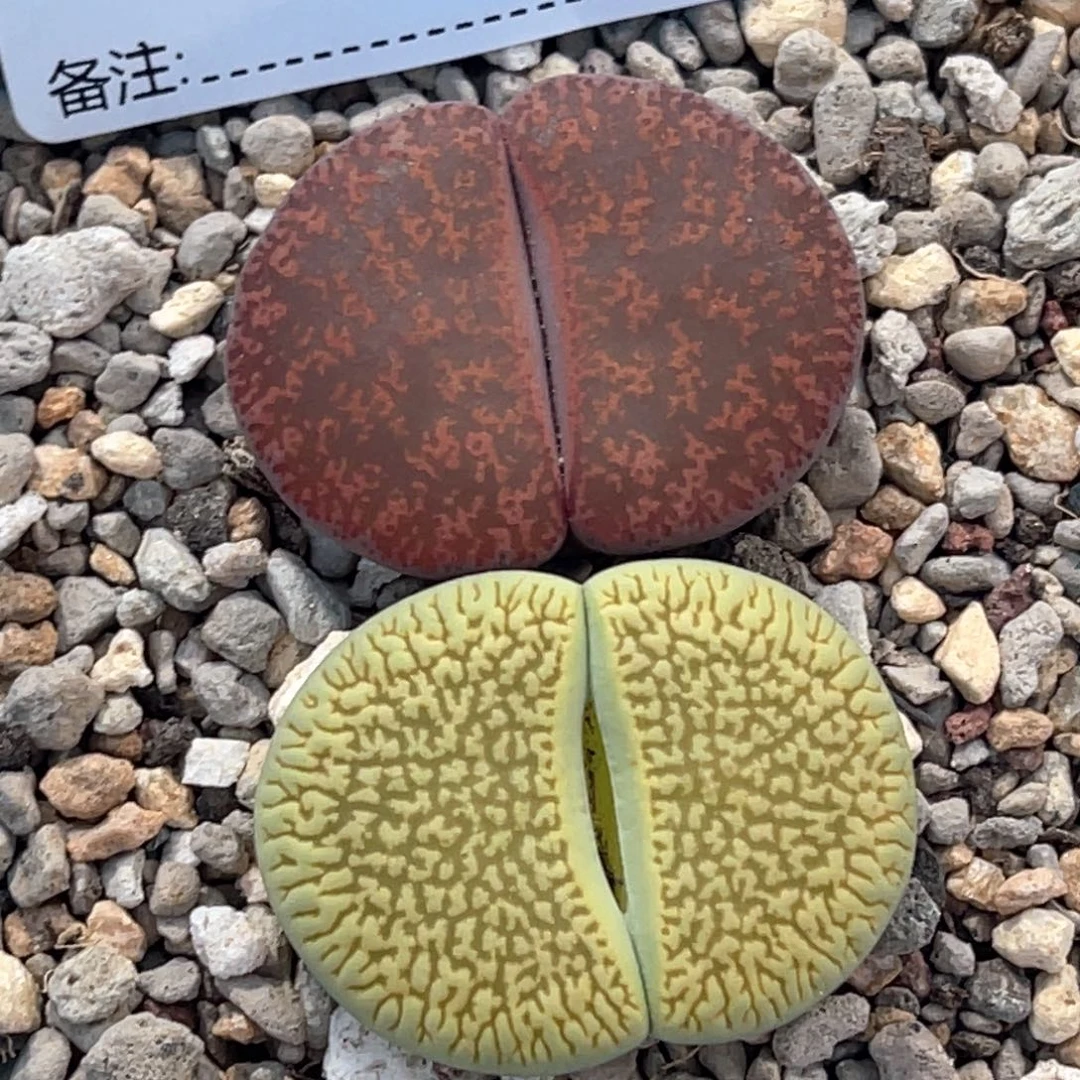 5987绿富阳1酒红紫薰1尺寸2.7