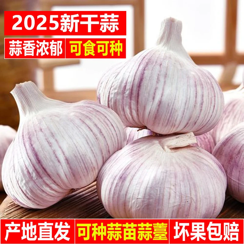 今年农家新干蒜头大蒜头紫红白皮大蒜种子当季新鲜蔬菜净蒜瓣