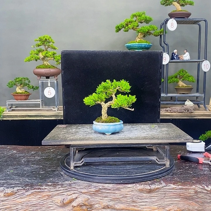 无花朵黄杨盆景四季常青不落叶