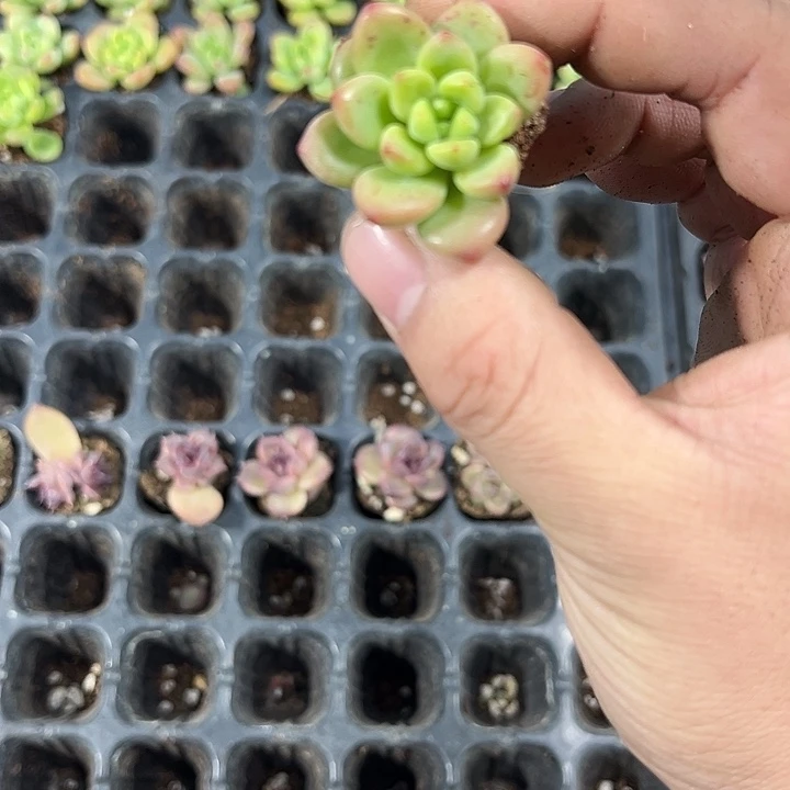 香格里拉 满10颗包邮
