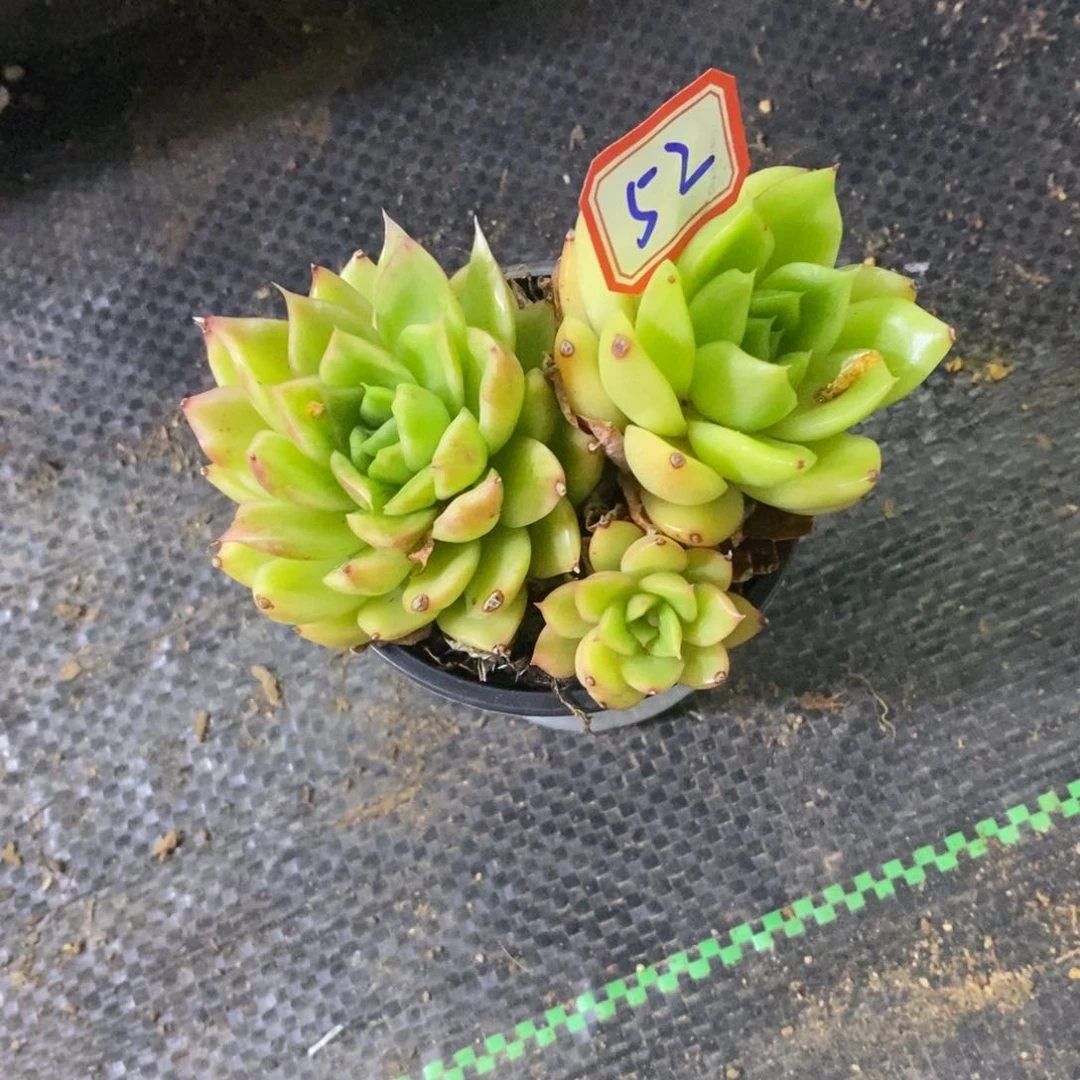 西**心一物一拍组合52