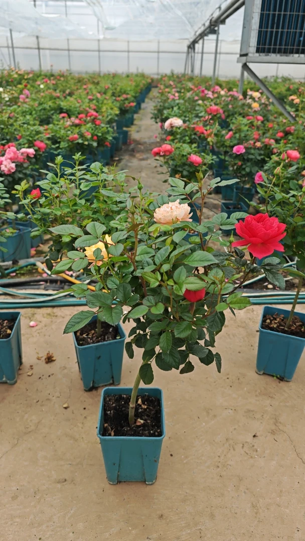 【月季棒棒糖】独根老庄嫁接，造型独特绿植