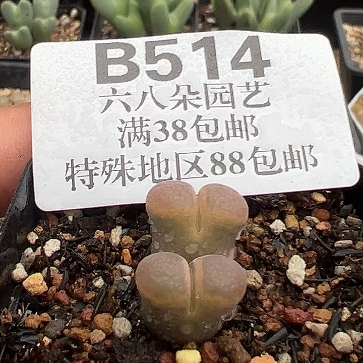 无花朵514号特价风铃