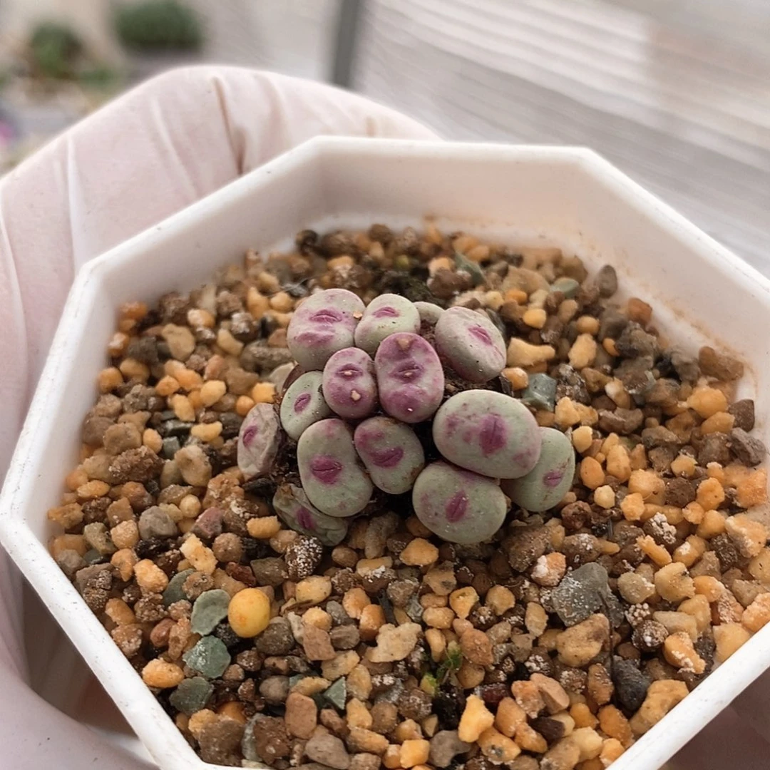一物一拍小红嘴16头群生