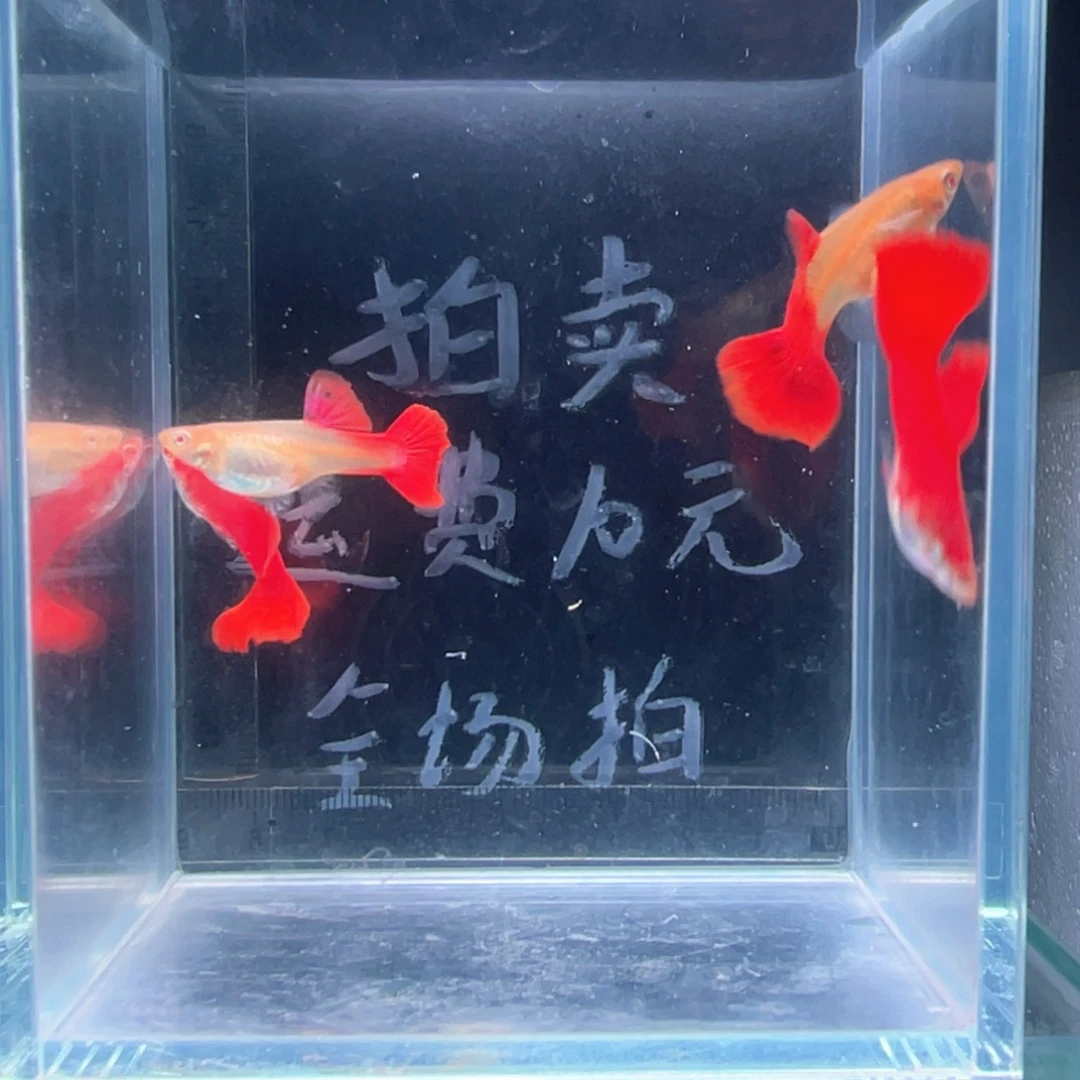 孔雀鱼大背全红两对