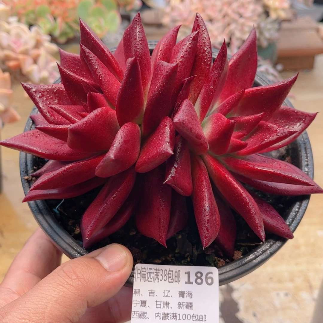 186罗兵德华多肉