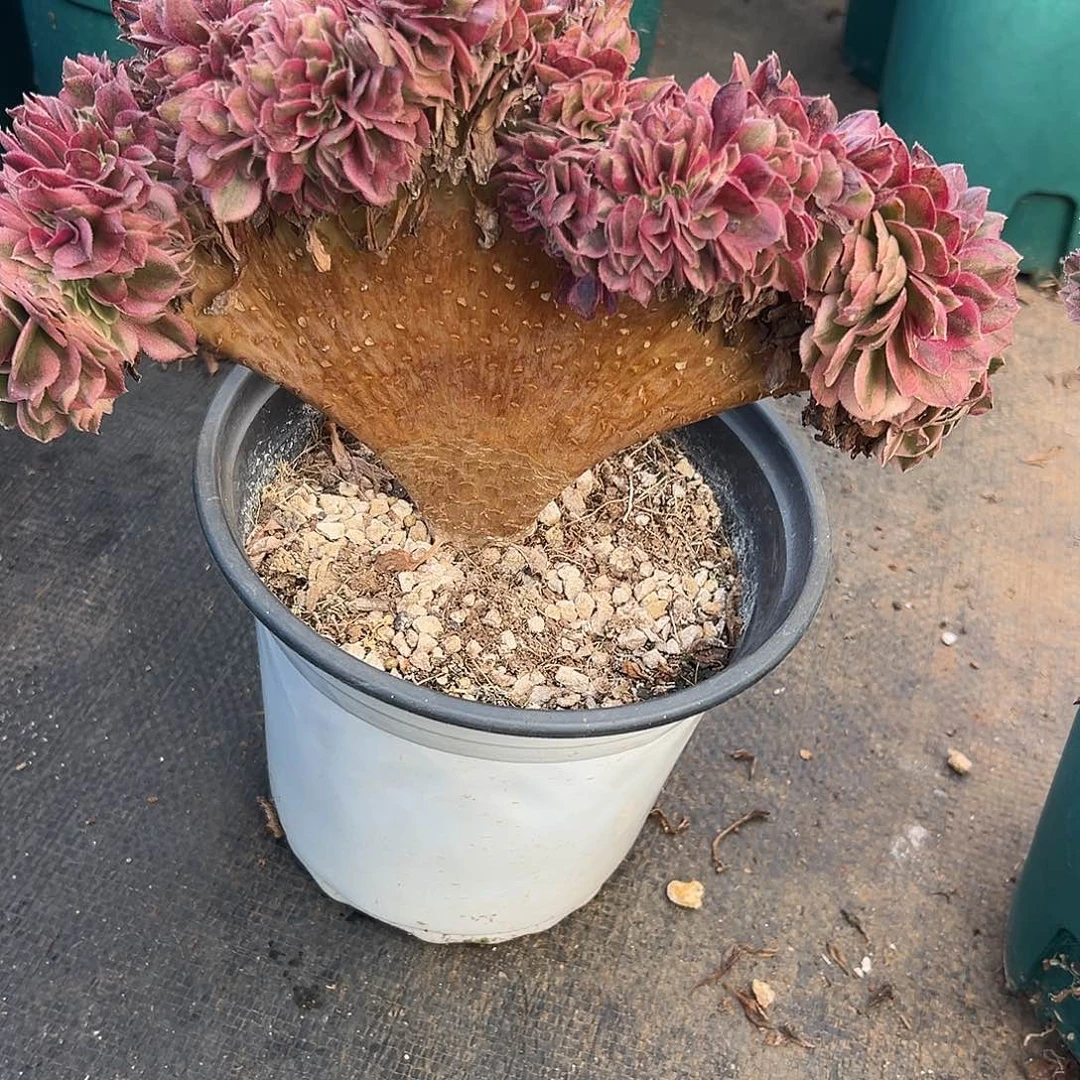 倾城整版老桩厚板哪