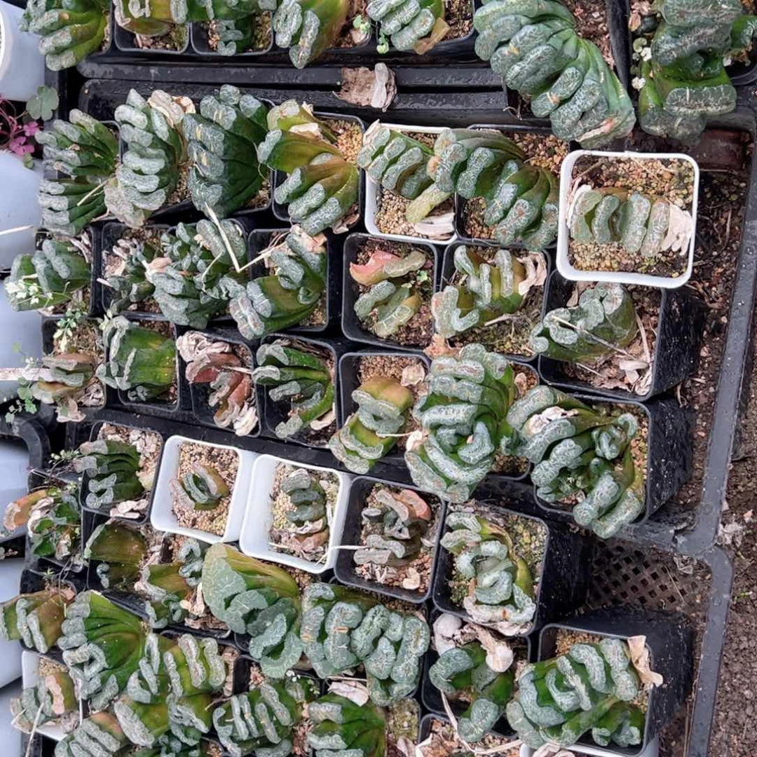 瑕疵长乐多肉植物一颗