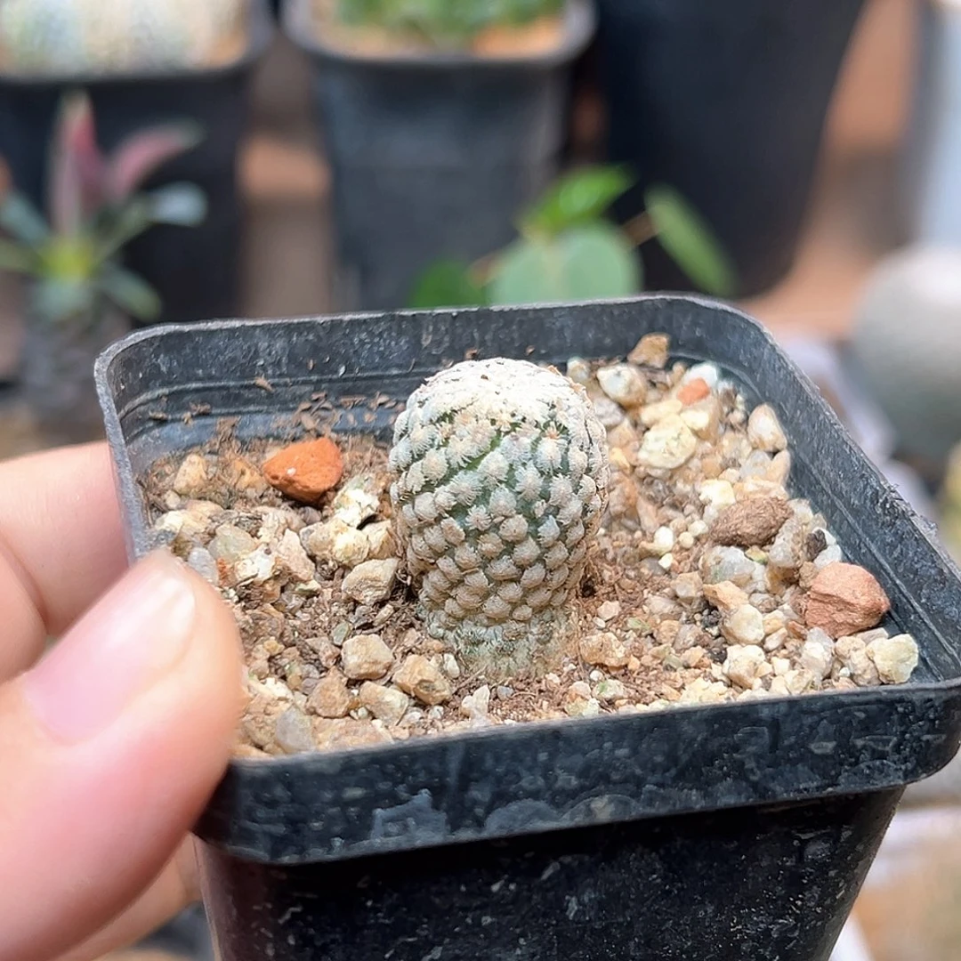 无花朵羽毛蔷薇丸一颗