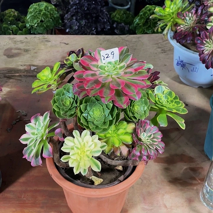 9*秋架接法师一个229号