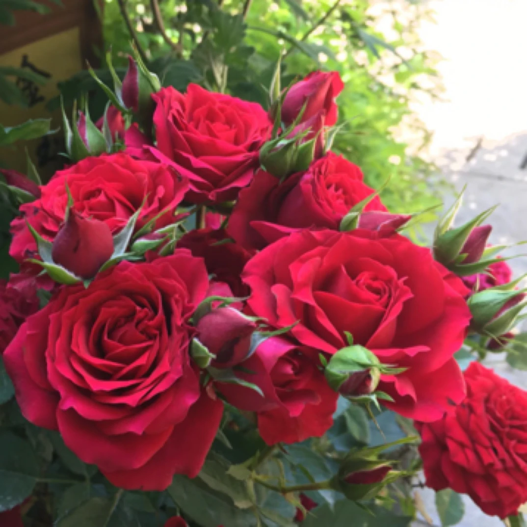 红色多头微月 丝绒质感月季 娜塔莉