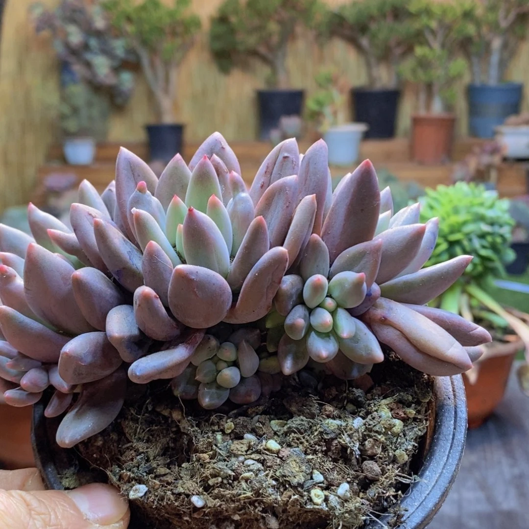 莎****店19号车0子000