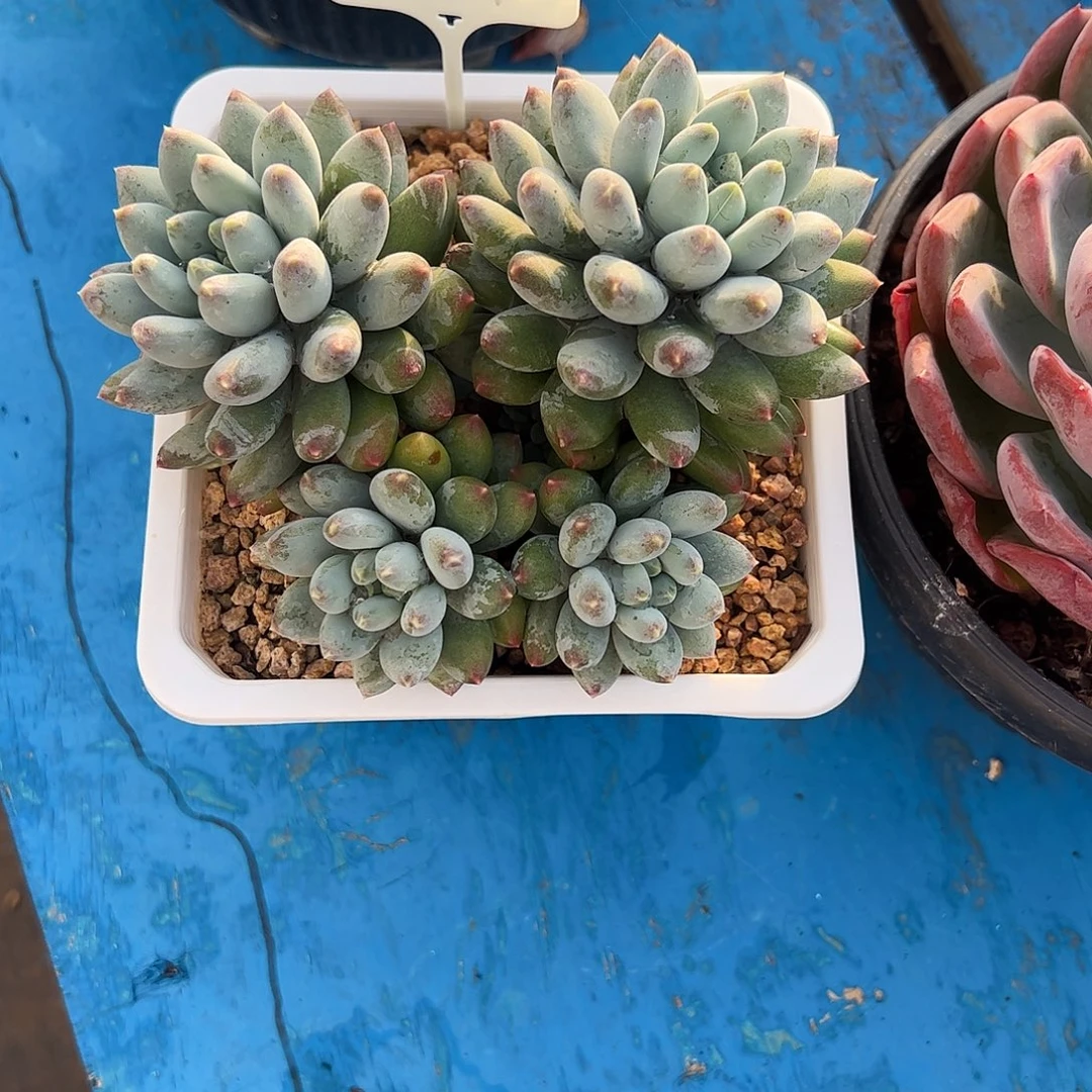 阿***巴星月菩提多肉植物