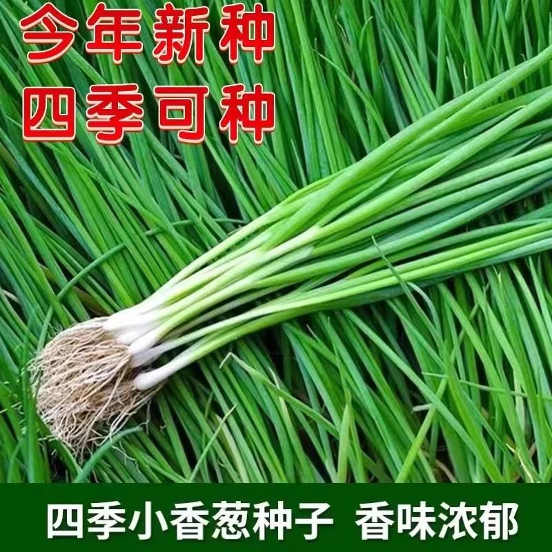 供销[全店5件包邮]四季小香葱盆栽葱头种苗阳台庭院种植火葱蔬菜