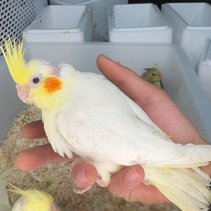 玄凤鹦鹉/鸡尾鹦鹉