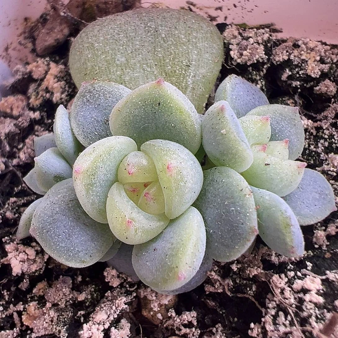 下播福利。三头阳阳阳甜心