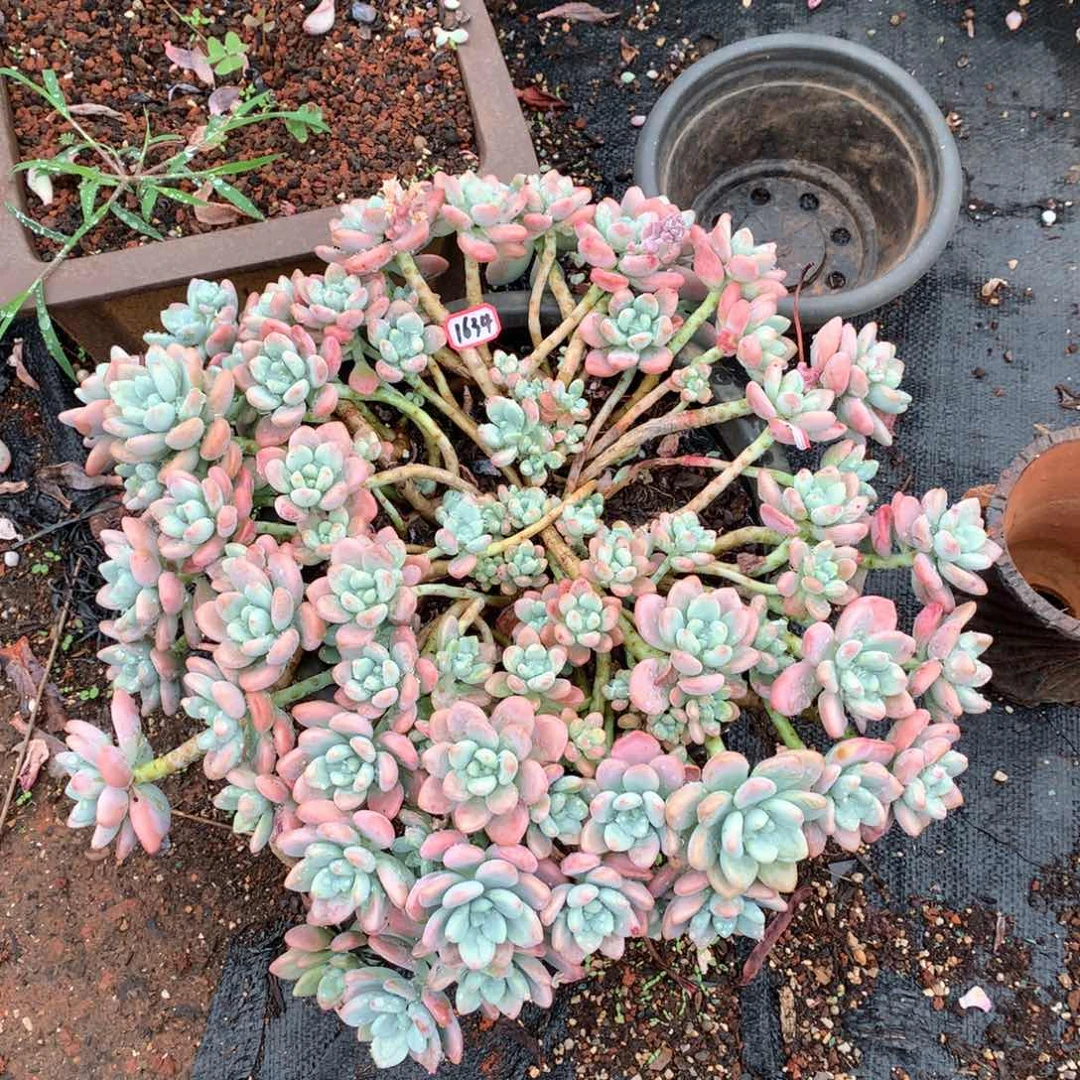 红洛神1634瑕疵晓晓一物一拍