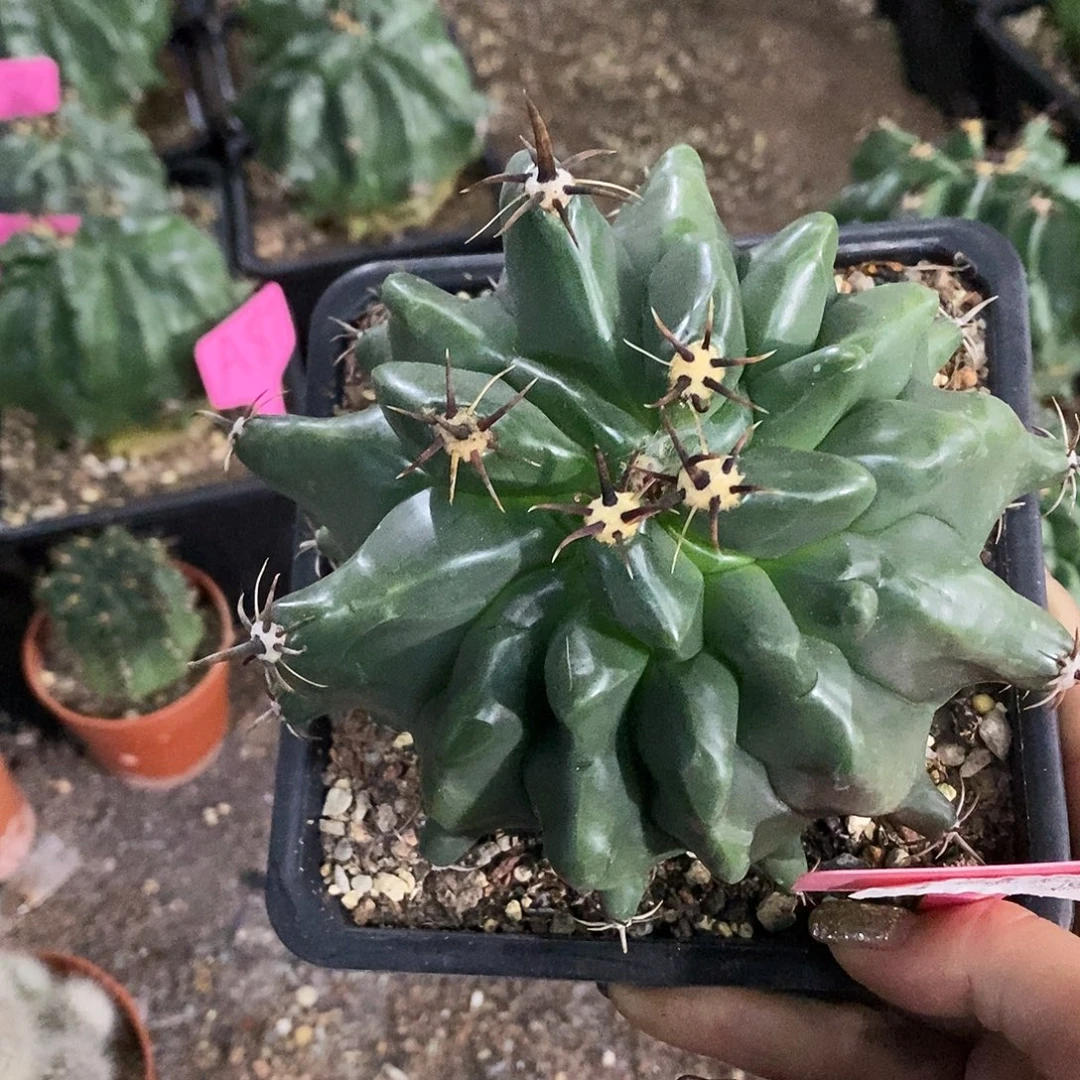 花花草草花花草草