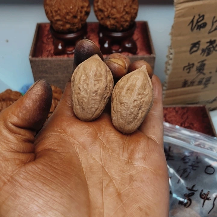 秋子黄金条新果24.23.40