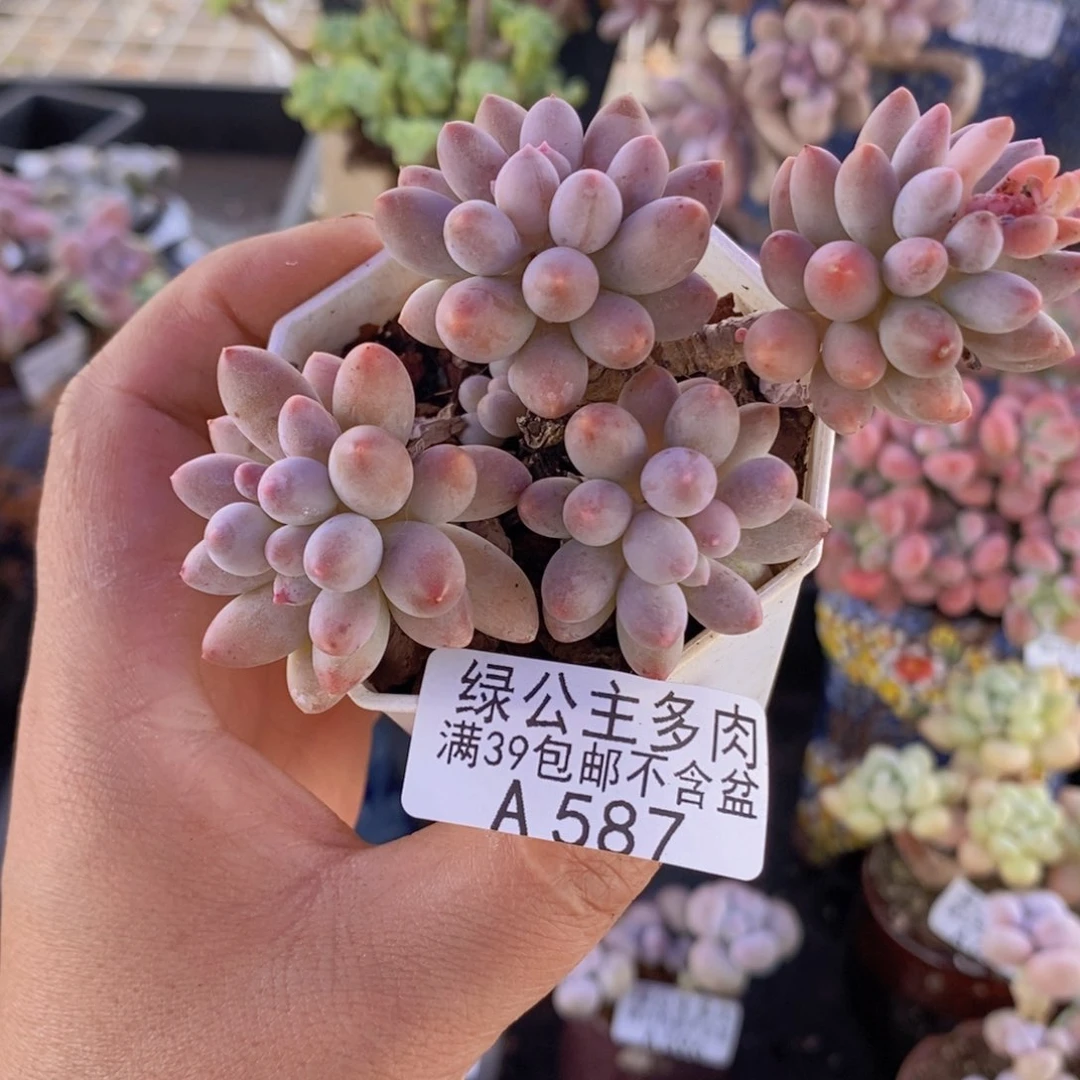 婴儿手指8cm587多肉植物