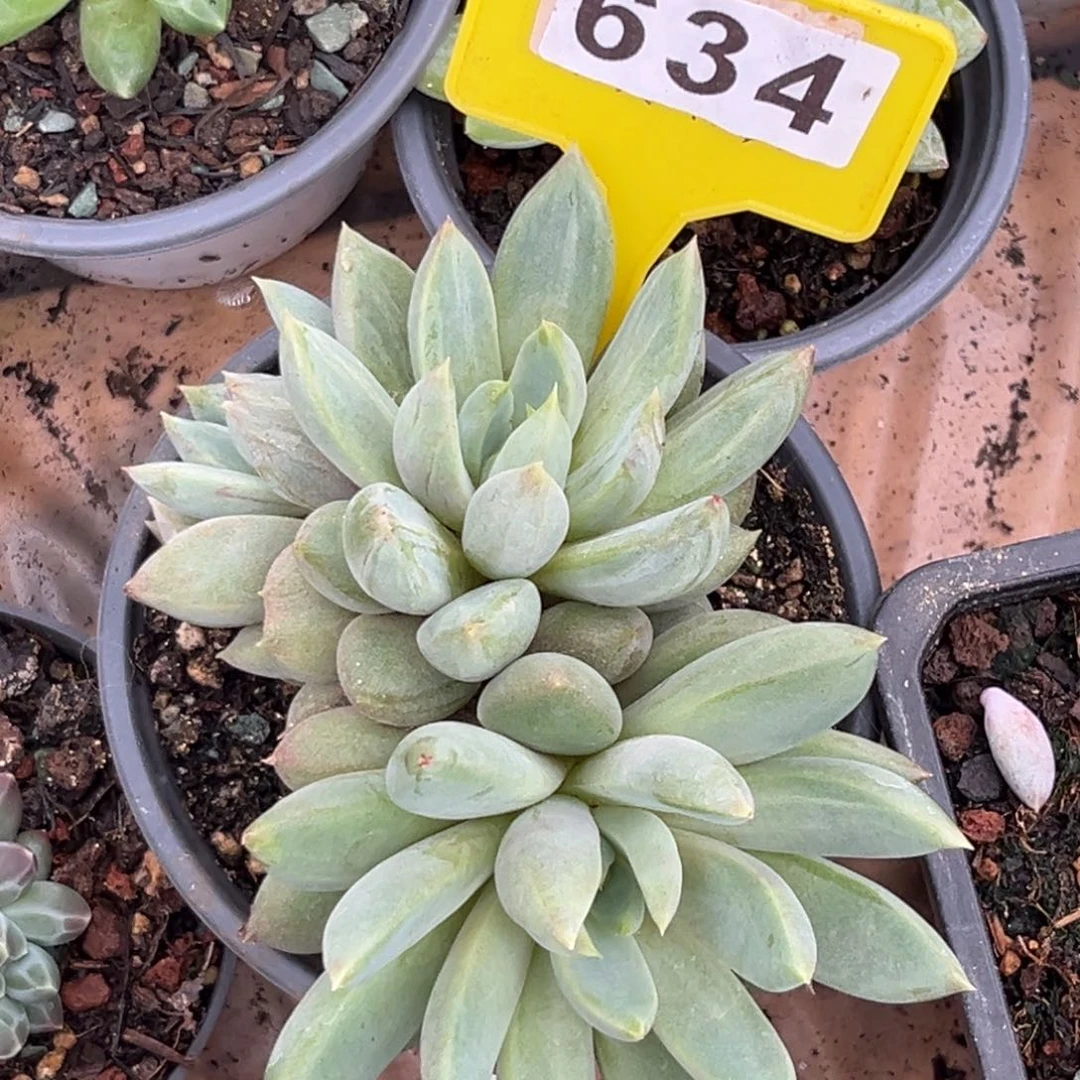 多肉植物黄象牙石化锦634
