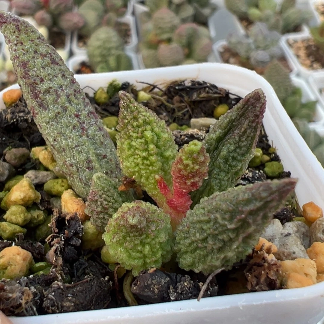 实生新品大苗多肉植物水泡