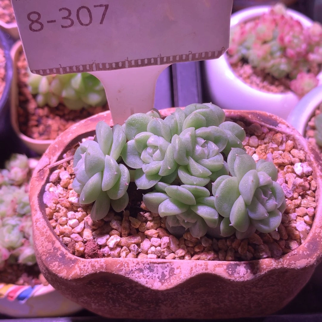白底珍妮优选多肉