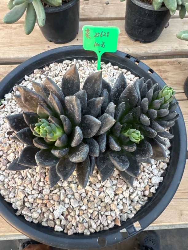 菜菜，多肉植物，黑骑士