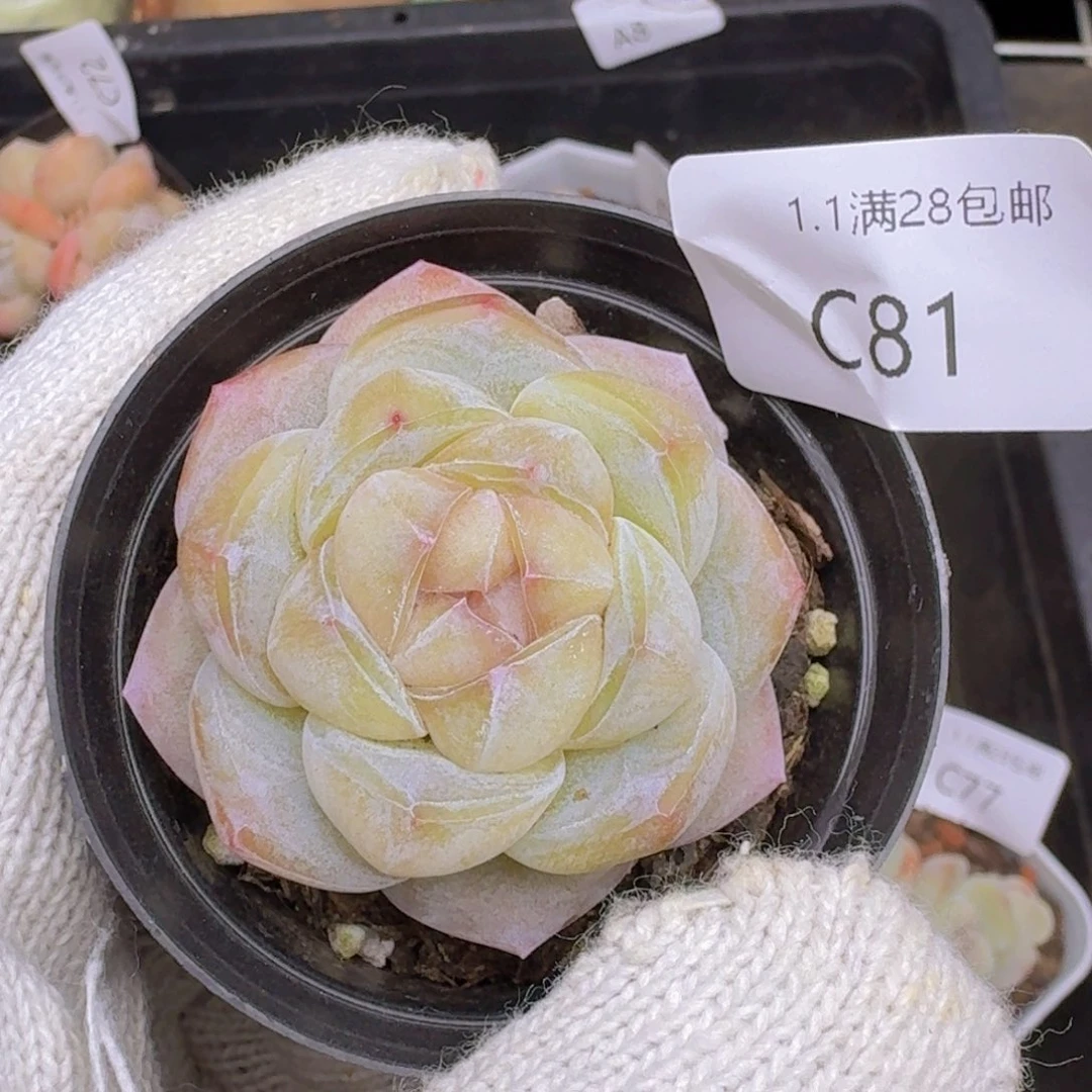 冰玉杂一颗冰透个体