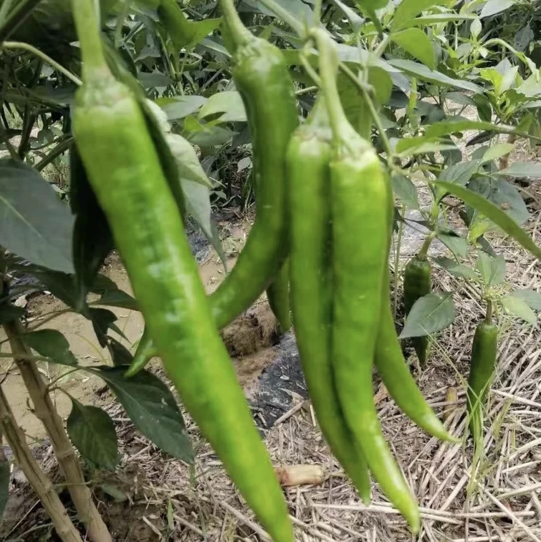 新鲜采摘新鲜发货露天种植牛角椒原产地直发2025羊角椒
