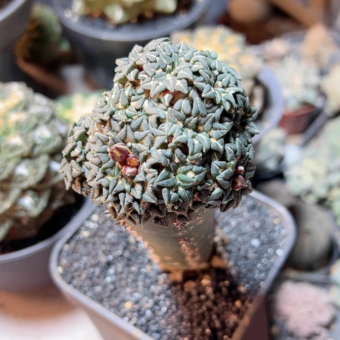 爱**秋晚25号姬牡丹带柱6.8公分