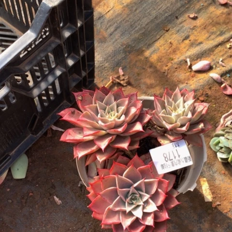 甜*1178米亚多肉