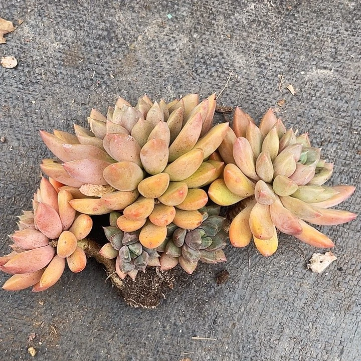 老桩黄金象牙24脱土发