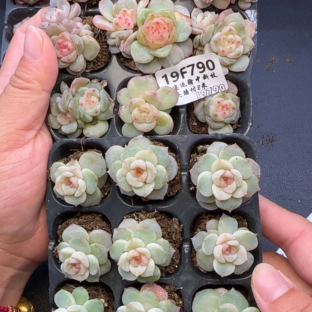内***嘎【满29包邮非偏远】790两组