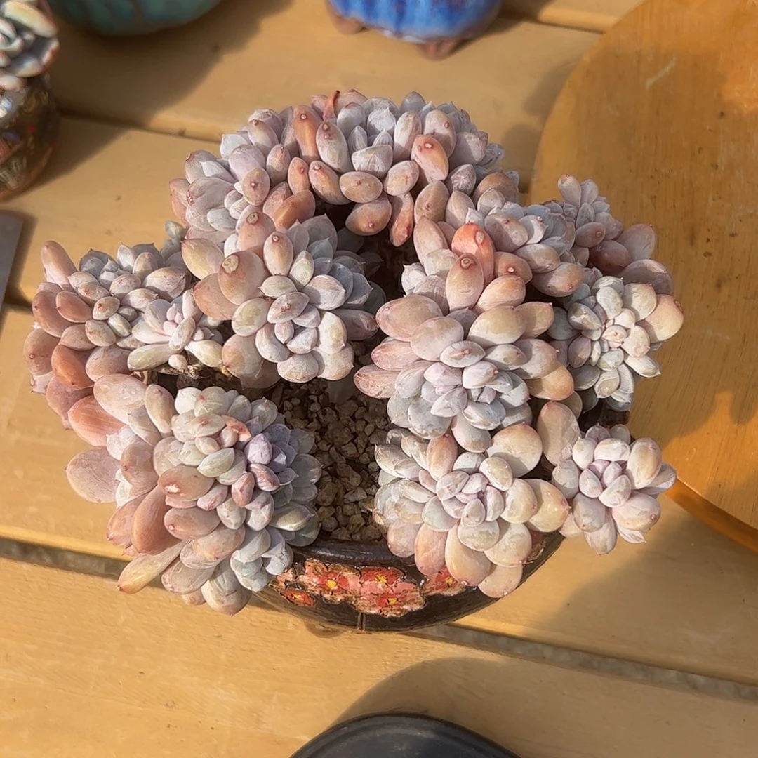 天若有情 菩提子zzzzzzz