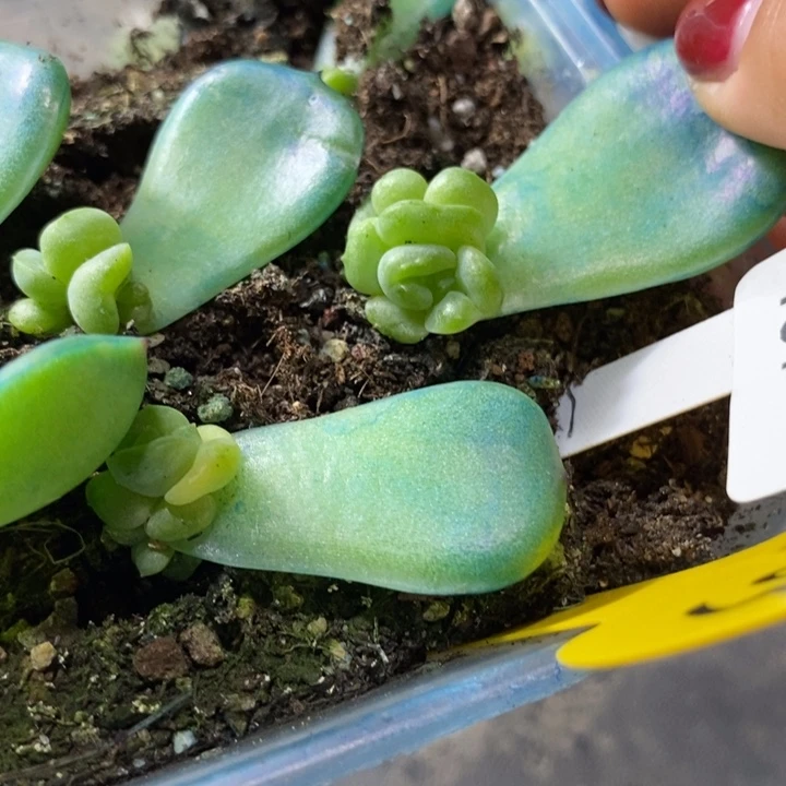 标签161新珍妮zx383一个