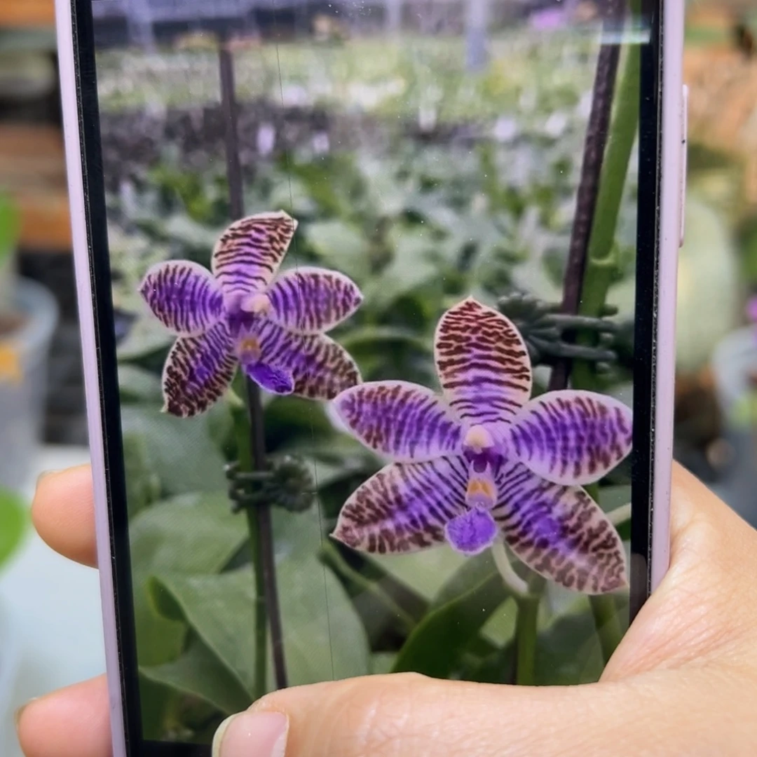 无花朵蓝路德分生苗