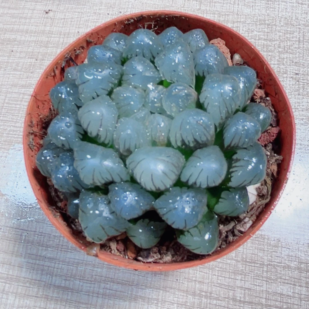 孔明灯多肉植物6666