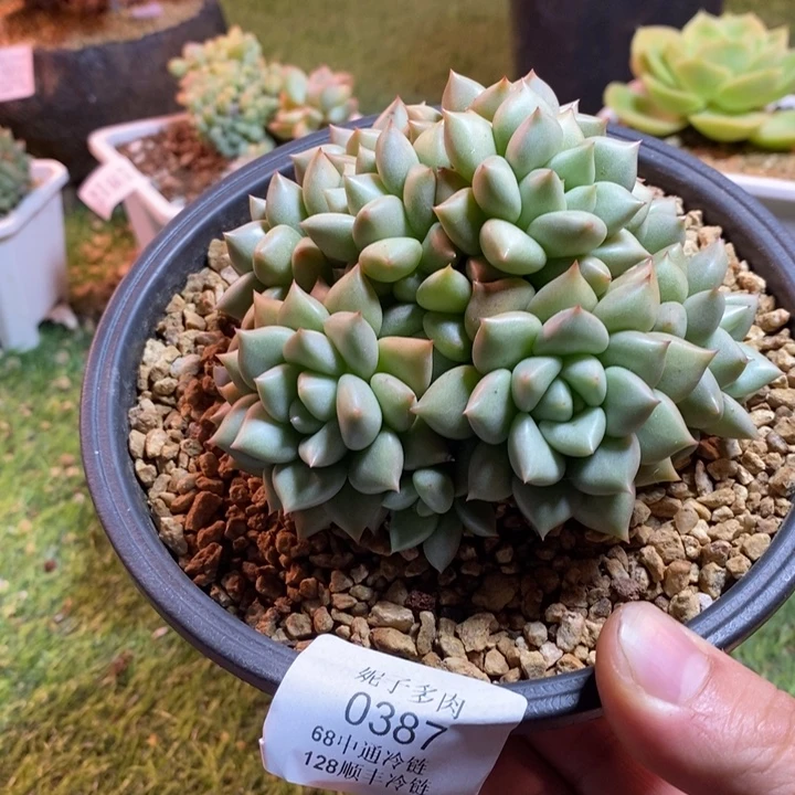 0387啊啊啊啊啊啊啊啊啊啊啊啊啊