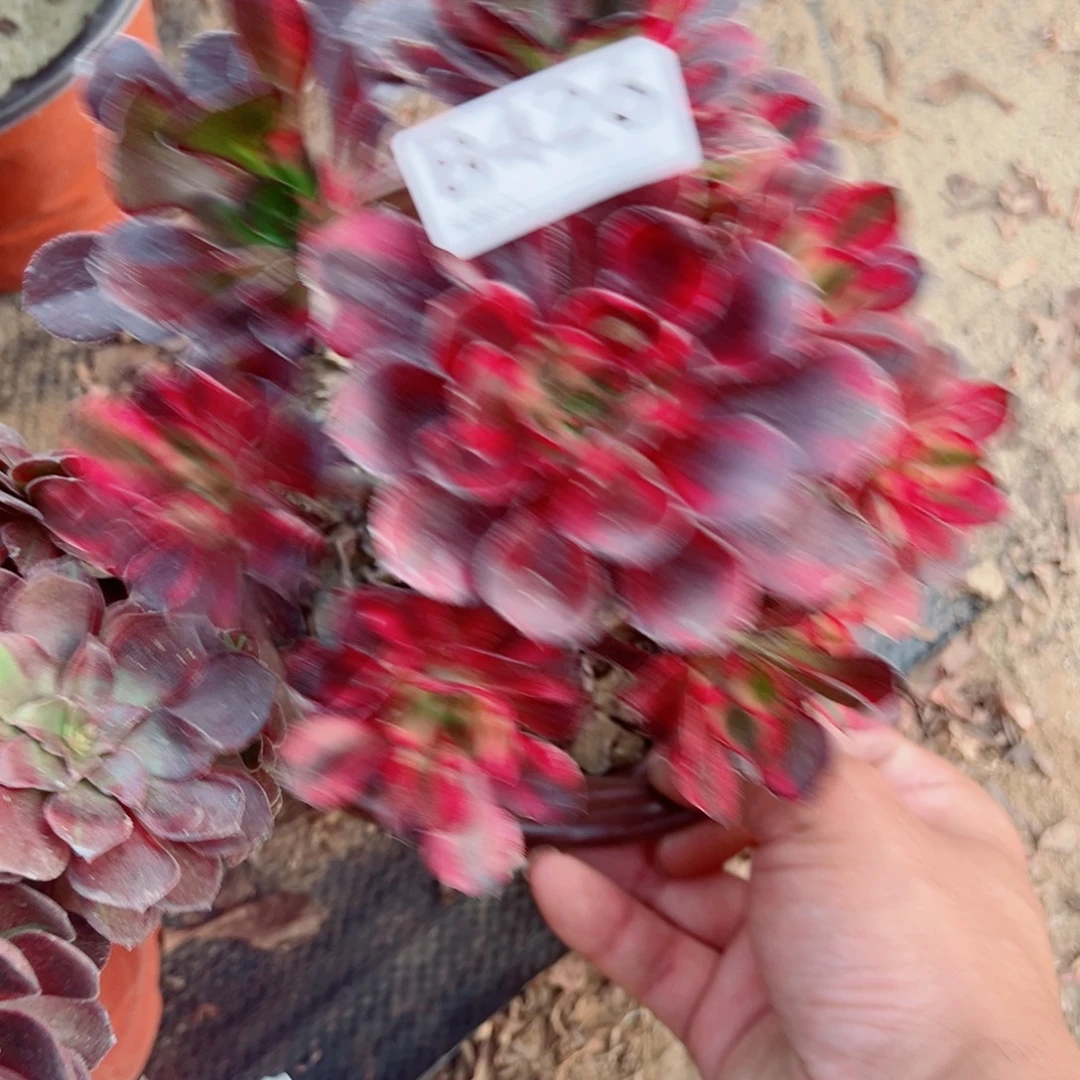 426花蝴蝶多肉植物法师多肉